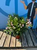 A potted pink oleander plant is displayed on a wooden surface in front of a blue backdrop with a cartoon character. Podgląd zdjęcia produktu