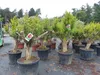 Punica Granatum 160 - 190 cm, uriger, alter & knorriger Produktbild-Vorschau 7