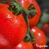 Phytophthora-Konzentrat - 1000 ml für 1000 m2- Organifer Produktbild-Vorschau 3