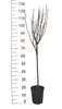 A bare-branched plant in a black pot, next to a ruler indicating its height. Produktbild-Vorschau