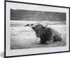 MuchoWow® MuchoWow® Gerahmtes Poster Schottisches Produktbild-Vorschau 1