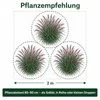Stauden Gänge 1 x Panicum virgatum 'Squaw' im 1 Liter Topf Produktbild-Vorschau 10
