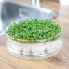 Keimgemüse Rucolasalat Eruca sativa - Biologisch inkl. Produktbild-Vorschau 2
