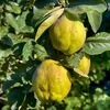 Lot de 2 Cydonia oblonga 'Vranja' - Cognassier, pot de 1,5 Voir les images du produit 5