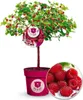 BALDUR Garten 2x Himbeer-Baum Raspbeary® mit Stamm & Krone, Produktbild-Vorschau 1