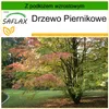 SAFLAX - Drzewo Piernikowe - 200 Nasiona - Z podłożem Podgląd zdjęcia produktu 8