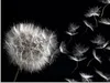 ARTland Glasbild Pusteblume Größe: 60x45 cm Produktbild-Vorschau 1
