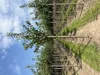 Prunus serr. 'Kanzan' - Ciliegio ornamentale giapponese Anteprima dell’immagine prodotto 2