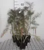 6 x Foeniculum vulg. 'Giant Bronze' - Fenchel - Topf 9 x 9 Náhled obrázku produktu 1