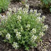 Bloomique - Lot de 6 - Thymus vulgaris - Thym véritable - Voir les images du produit 5