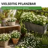 Gänseblümchen Einfach weiß Samen - Bellis perennis - Produktbild-Vorschau 7