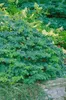 Rote Heckenkirsche 60-100 cm, im Topf - Lonicera xylosteum Produktbild-Vorschau 7