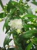 Brautmyrte - Myrtus communis Microphylla Produktbild-Vorschau 2
