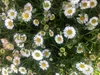 6 x Erigeron karvinskianus - Fioritura in vaso 9 x 9 cm Anteprima dell’immagine prodotto 1
