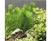 Egeria densa "tropische Art" Tropische Wasserpest im Topf Produktbild-Vorschau 3