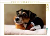 Calvendo Liu - Jack Russell-Terrier, 10 Wochen 1000 Teile Produktbild-Vorschau 3