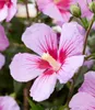 BALDUR Garten 1x Zwerg-Hibiskus 'Little Legends Pink®', Produktbild-Vorschau 2