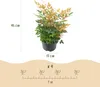 Nandina Gulfstream - Orange - Feuillage persistant - Peu Voir les images du produit 3