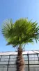 XXXXL 240 cm Trachycarpus fortunei 120 cm Stamm Hanfpalme, Produktbild-Vorschau 8