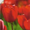 ARTland Wandbild, selbstklebend Rote Tulpen in der Sonne Produktbild-Vorschau 1