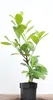Prunus laurocerasus 'Rotundifolia', Kirschlorbeer, Produktbild-Vorschau 1