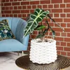 Pfeilblatt - Alocasia 'Polly' - Höhe ca. 25 cm, Topf-Ø 12 Produktbild-Vorschau 2