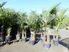 Trachycarpus fortunei Gruppe 150 - 170 cm Palme Hanfpalme, Produktbild-Vorschau 5