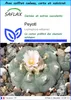 SAFLAX Ensemble-cadeau - Peyotl - 20 graines - Lophophora Voir les images du produit 1