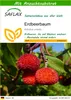 SAFLAX - Erdbeerbaum - Arbutus unedo - 50 Samen - Mit Produktbild-Vorschau 1