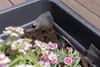 Premium Garden Blumenkastenvlies 1 x 1 m Produktbild-Vorschau 3