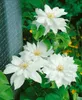 Clematis texensis 'Duchess of Edinburgh', weiß, 60–100 cm Produktbild-Vorschau 3