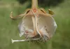 SAFLAX - Africký strom baobab - Adansonia digitata - 6 Náhľad obrázku produktu 5
