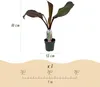 GreenboutiQ - Obstpflanze - Bananenpflanze - Ensete Produktbild-Vorschau 3