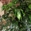 Birkenfeige - pflegeleichte Zimmerpflanze, Ficus benjamini Produktbild-Vorschau 5