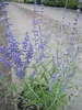 Blauraute Lacey Blue - Perovskia atriplicifolia - Produktbild-Vorschau 2
