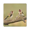 MuchoWow® Mauspad Mousepad Zwei kleine Stieglitze auf einem Produktbild-Vorschau 1