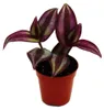 Mini rostlina Tradescantia Purple (tříkvětá tradescantia) – Náhled obrázku produktu 1