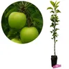 Jabłoń domowa Malus domestica 'Granny Smith', doniczka 1,5 Podgląd zdjęcia produktu 1