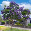 Jacaranda Mimosifolia - 10 ks semen - Rychlerostoucí - Náhled obrázku produktu 4
