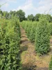 Juniperus communis Suecica - Schwedischer Säulenwacholder Produktbild-Vorschau 4