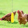 2 Stück Huhn Gemüse Spieß Obsthalter für Hühner Vogel Produktbild-Vorschau 3