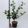 Camellia japonica 'Dr King' – kamélia | 90–100 cm v Náhľad obrázku produktu 3