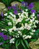 Scilla siberica 'Alba', Blaustern, weiß, ca. 9x9 cm Topf Produktbild-Vorschau 2