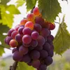 Vinná réva Vanessa 2L Náhled obrázku produktu 2