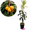 Eriobotrya japonica 'Tanaka', niesplik japoński, wysokość Podgląd zdjęcia produktu 1