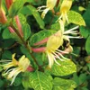 Caprifoglio Aureoreticulata giapponese 2L Anteprima dell’immagine prodotto 1