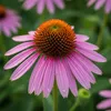 Bloomique - Zestaw 6 szt. - Echinacea Purpurea - Jeżówka - Podgląd zdjęcia produktu 2