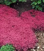 BALDUR Garten 6er Bodendecker-Kollektion rot & blau Produktbild-Vorschau 3