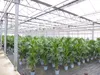 Kentia Premium Palme 160 - 180 cm | bis 10 Pflanzen im Topf Produktbild-Vorschau 9