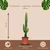 Trendyplants - Euphorbia Acrurensis - Kaktus - Výška 40-60 Náhľad obrázku produktu 4